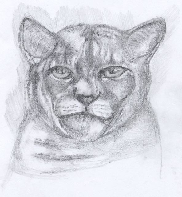 cat_sketch.jpg