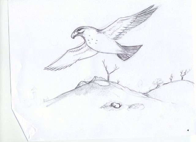 hawk_flying_hill_sketch.jpg