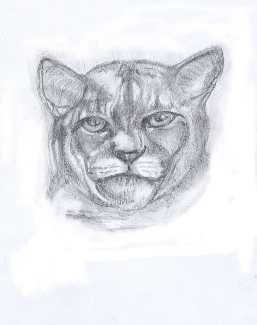 mtn_lion_sketch_2012.jpg