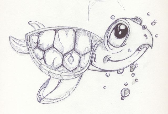 turtle_sketch.jpg