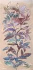 vine