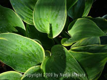 leaf tree