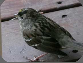 bird