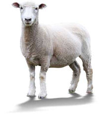 Sheep News