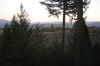 DSC01261TREE.jpg
