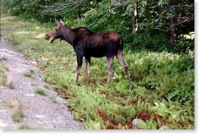 My first moose of the trip