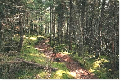 Trail near Surplus Pond