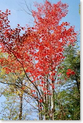 early foliage