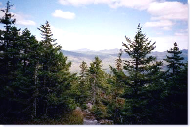 Spruce forest on Bemis Mountain