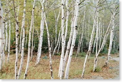 Birches in Grafton Notch