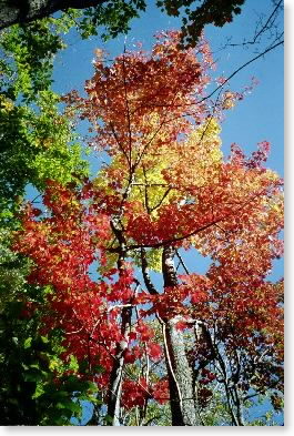 Foliage