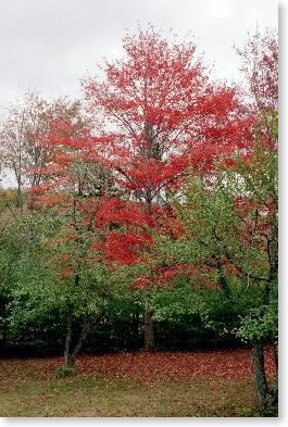 Foliage near Grafton Notch