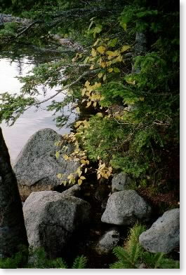 Speck Pond shore