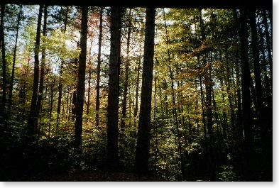 View from Jeffers Brook Shelter