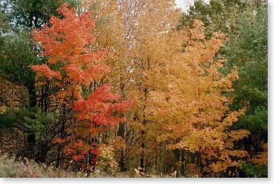 foliage