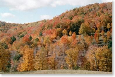 Hillside near Cloudland Farm