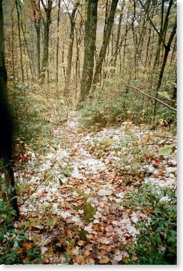 Snow in woods Oct. 23