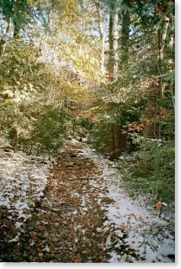 Trail up Greylock