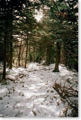 Snow in woods on Saddleball