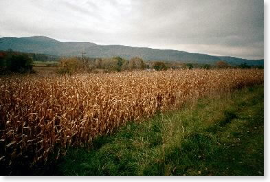 Cornfield with Jug End in background