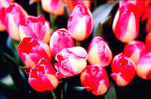 tulips1.jpg (21202 bytes)
