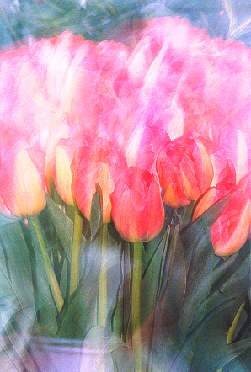 tulips4med1.jpg (19974 bytes)