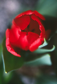 tuliptop.jpg (14432 bytes)