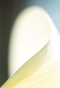 calla.jpg (9774 bytes)