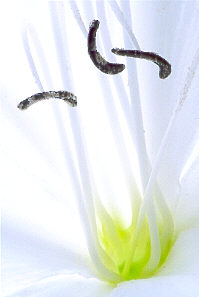 lily.jpg (10015 bytes)