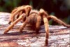 tntarantula.jpg (4571 bytes)