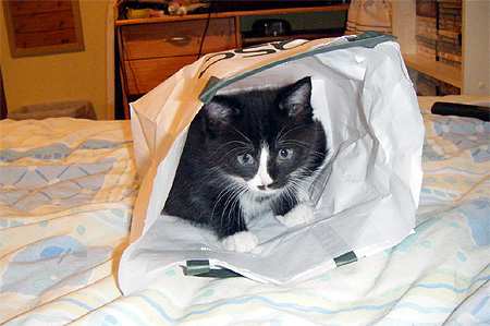 kitty bag