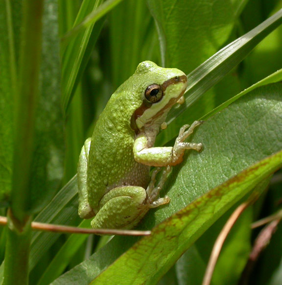 Pacific Treefrog