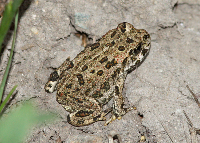 Western Toad