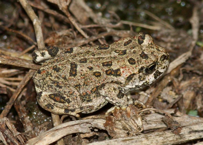 Western Toad