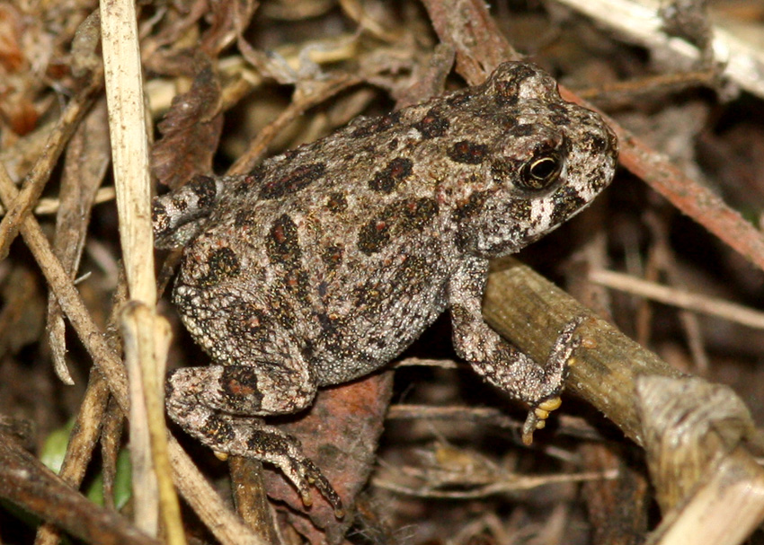 Western Toad