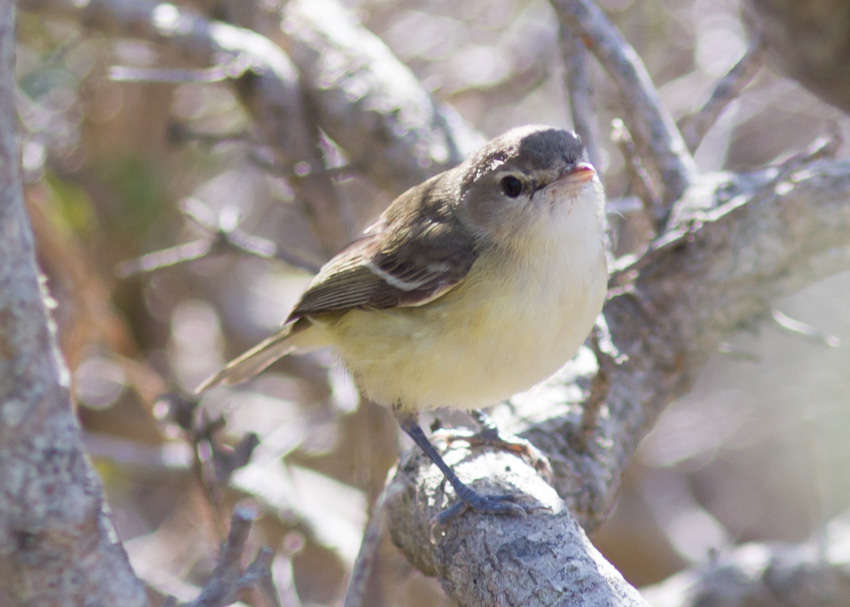 Bell's Vireo