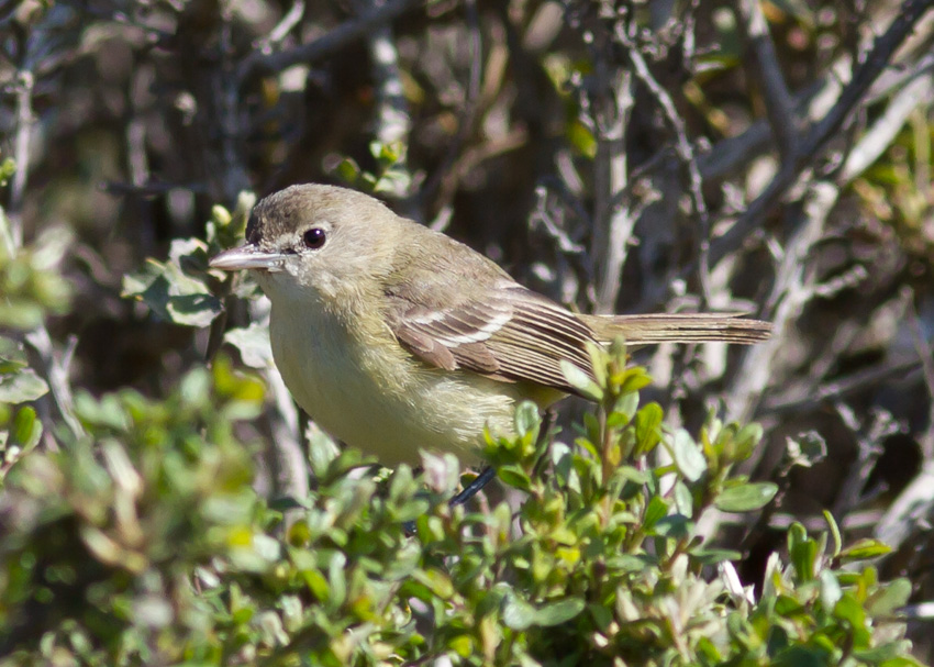 Bell's Vireo