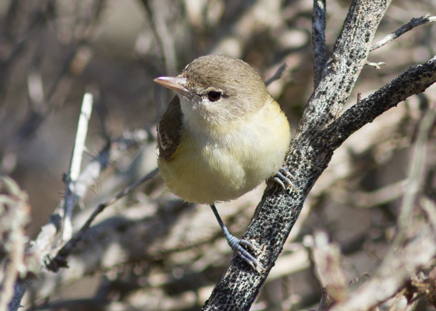 Bell's Vireo