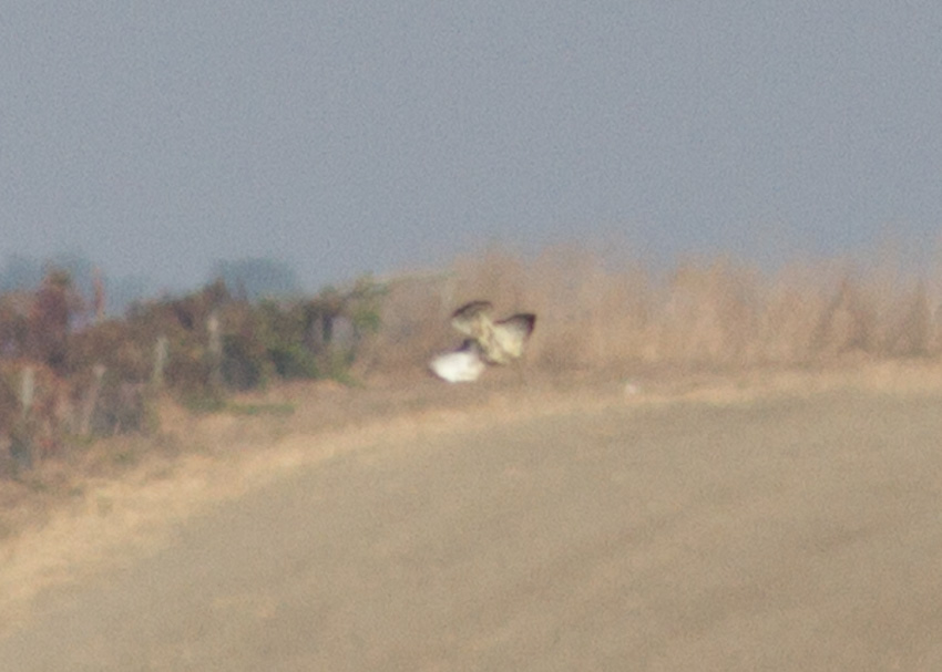 Broad-winged Hawk