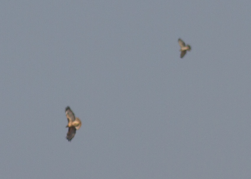 Broad-winged Hawk