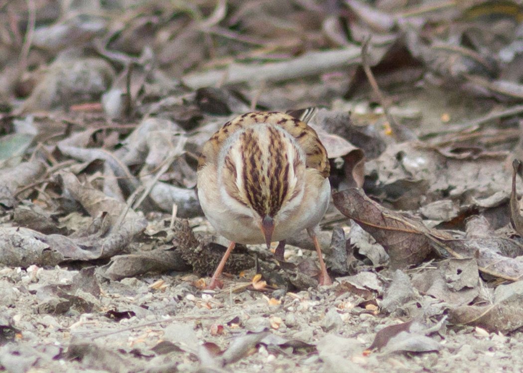 Clay-colored Sparrow