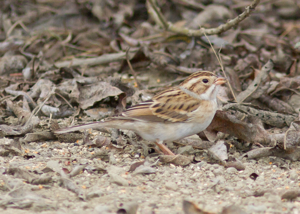 Clay-colored Sparrow