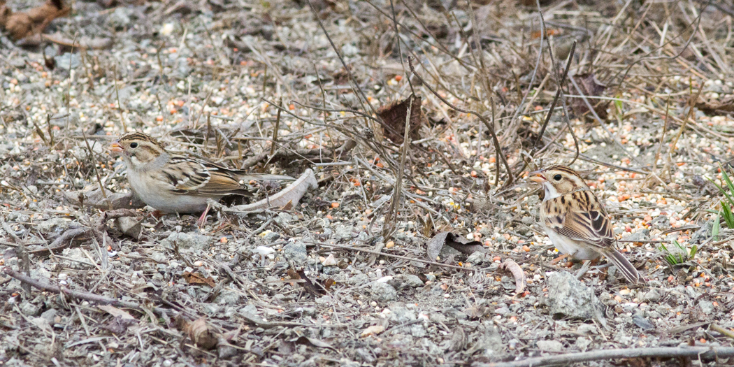 Clay-colored Sparrow