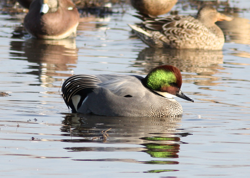 Falcated Duck