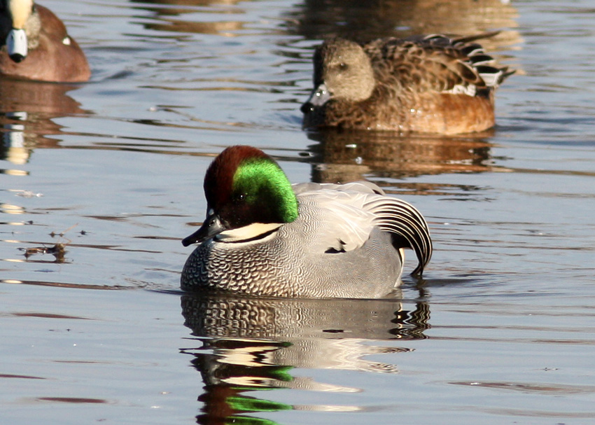 Falcated Duck