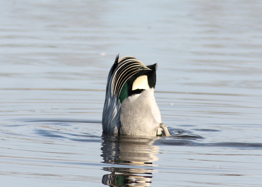 Falcated Duck