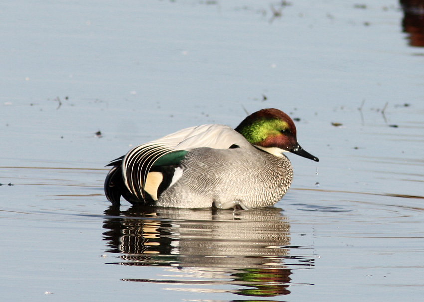 Falcated Duck