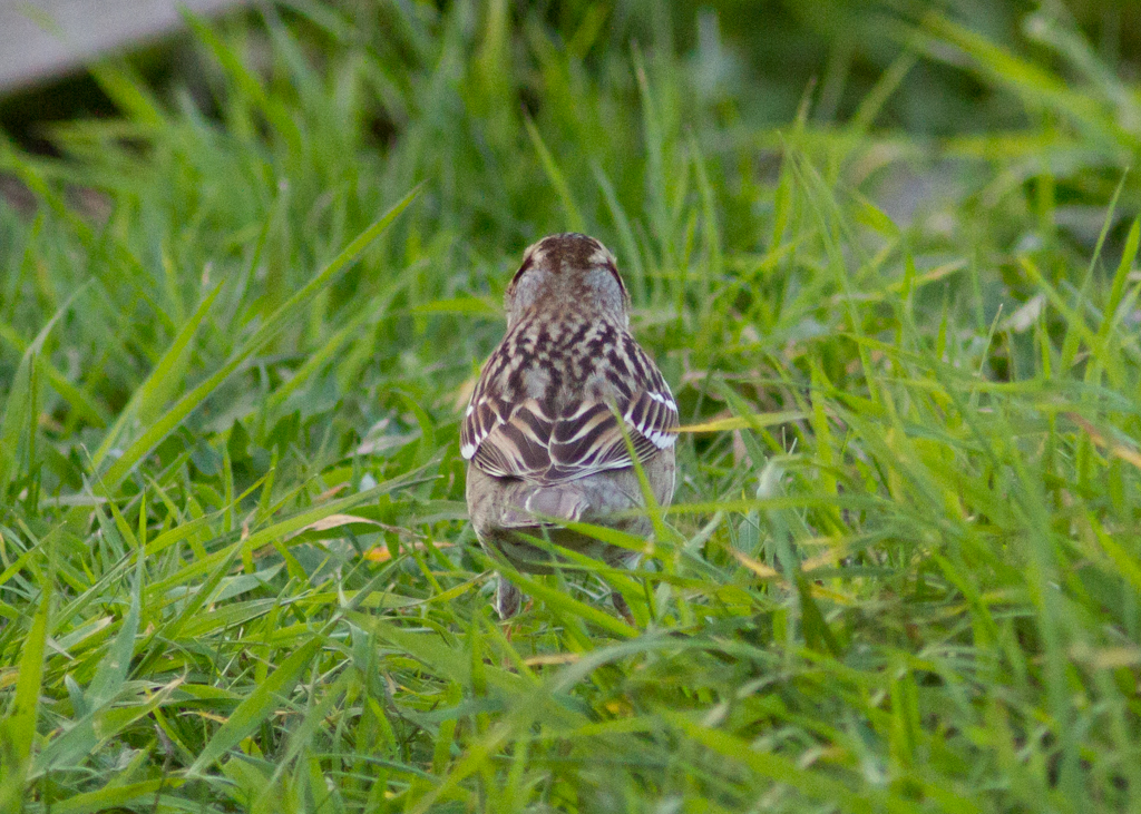 Harris's Sparrow