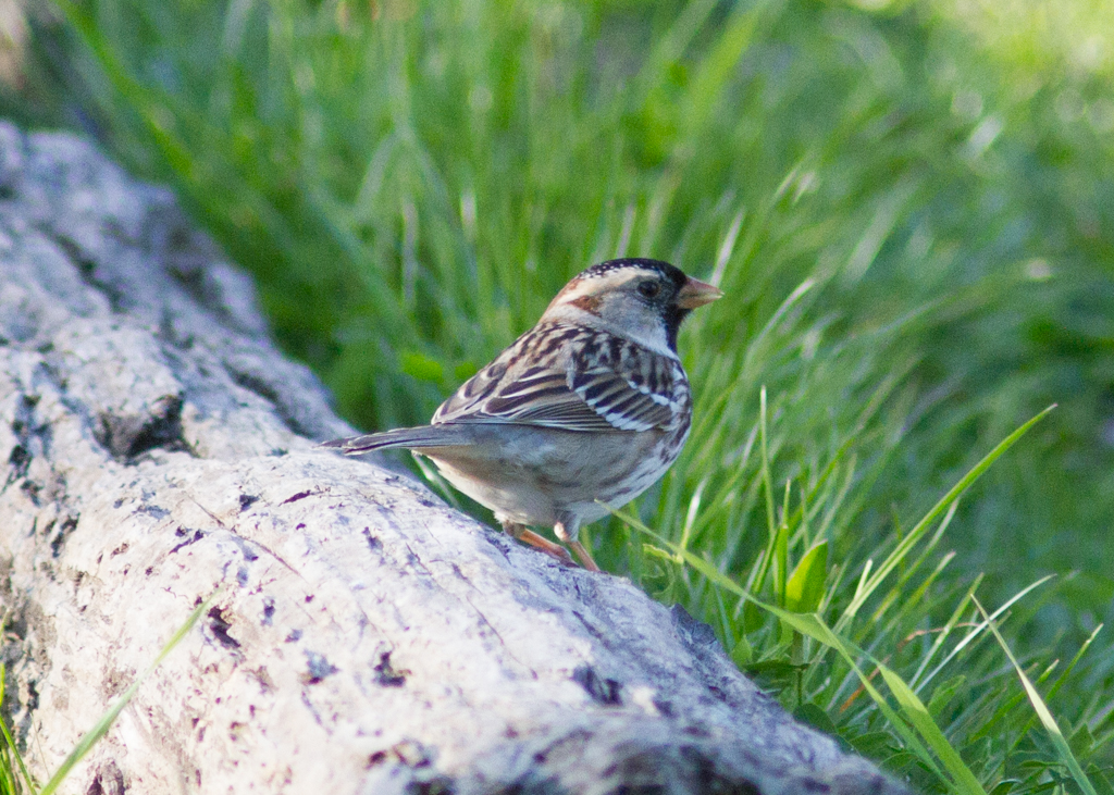 Harris's Sparrow