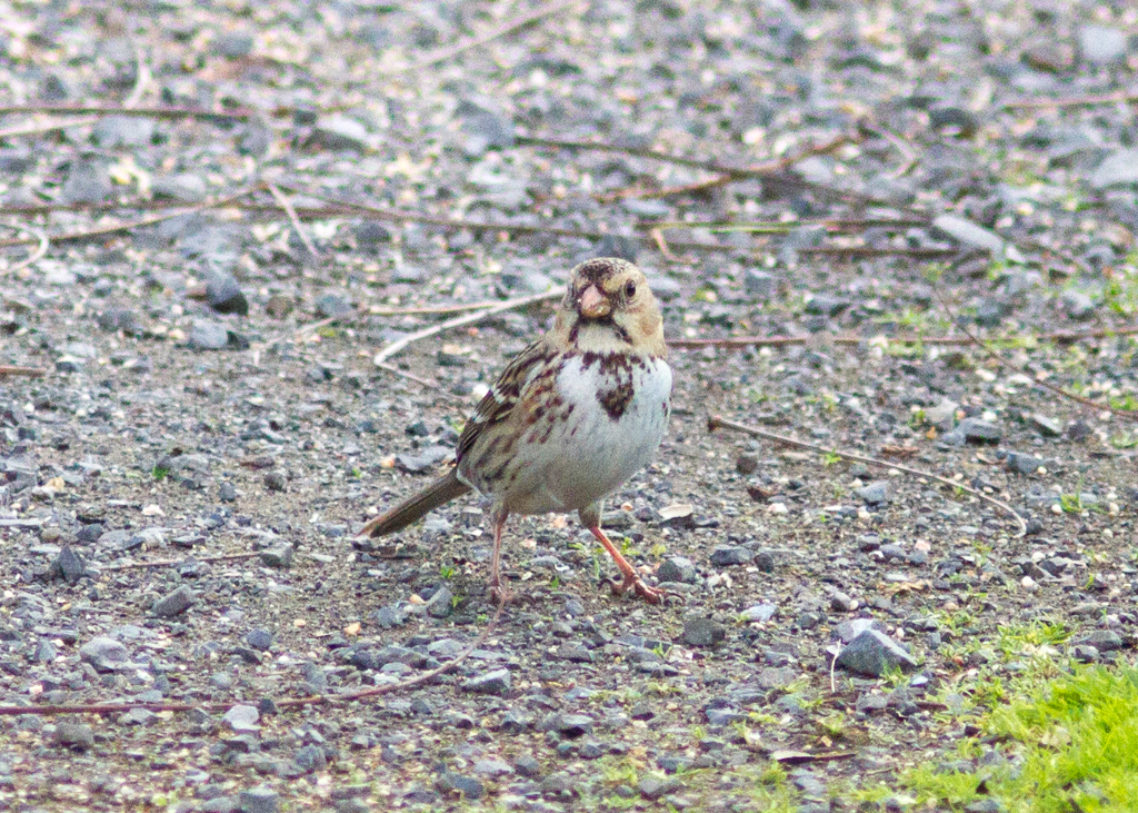 Harris's Sparrow